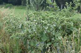 Image of common burdock