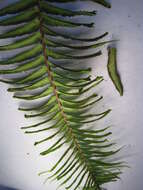 Image of Asian sword fern