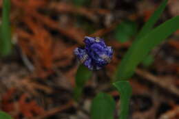 Image of dwarf lake iris