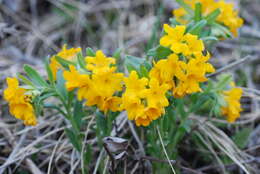 Image of hoary puccoon