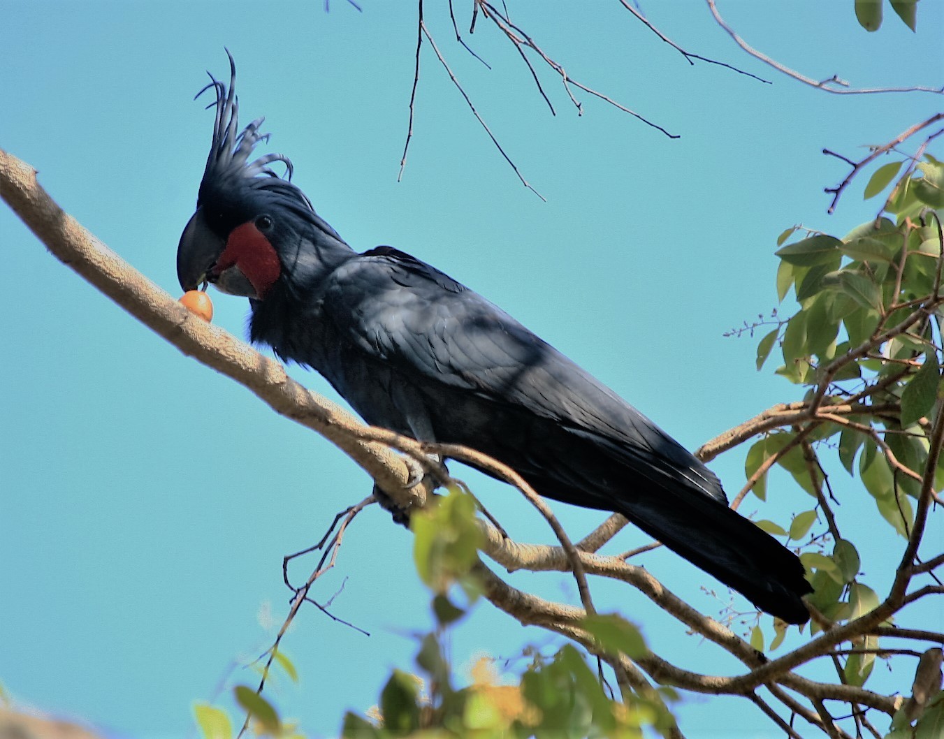 Image of Palm Cockatoo