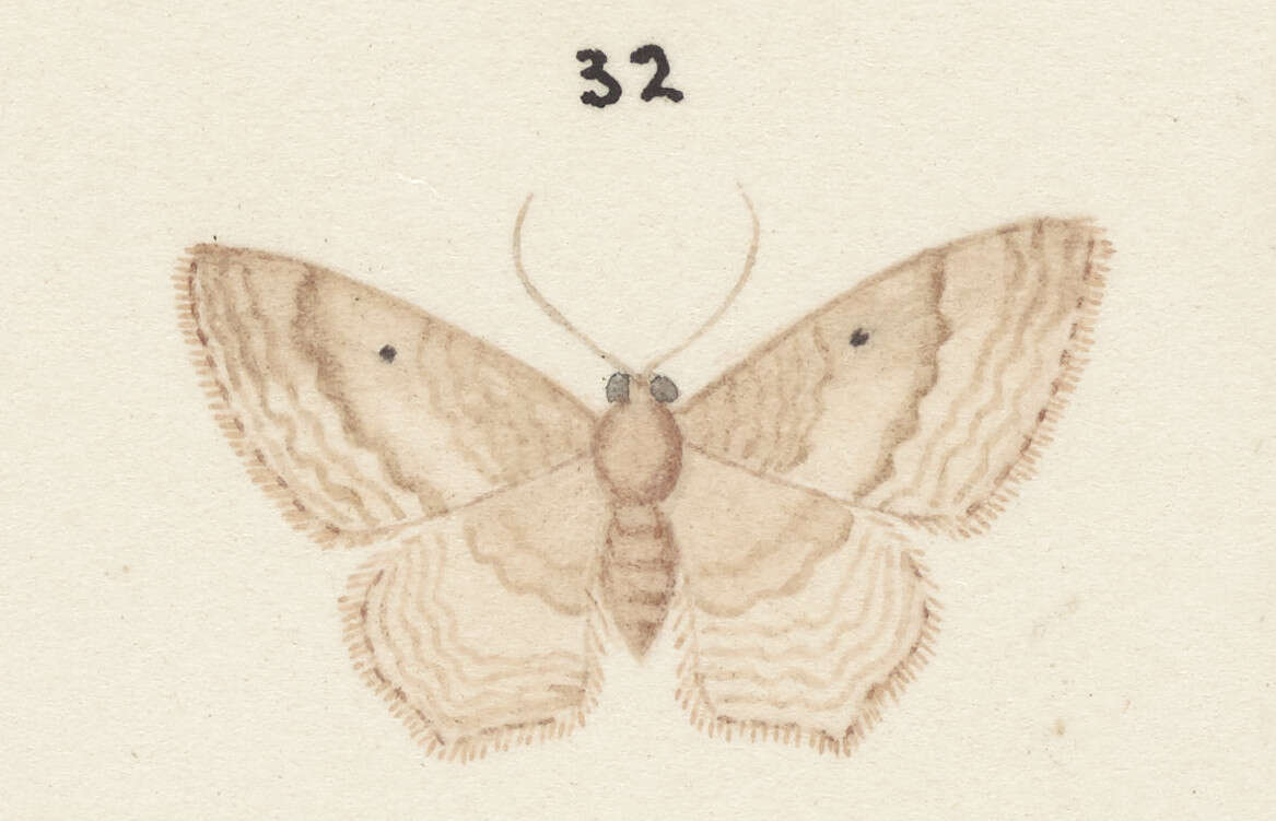 Слика од Poecilasthena subpurpureata Walker 1863