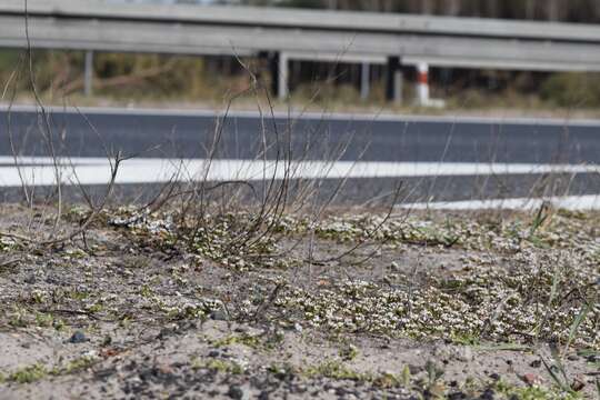 Image of early scurvygrass