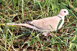 Image of Collared Dove