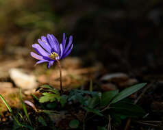 Image of Balkan Anemone