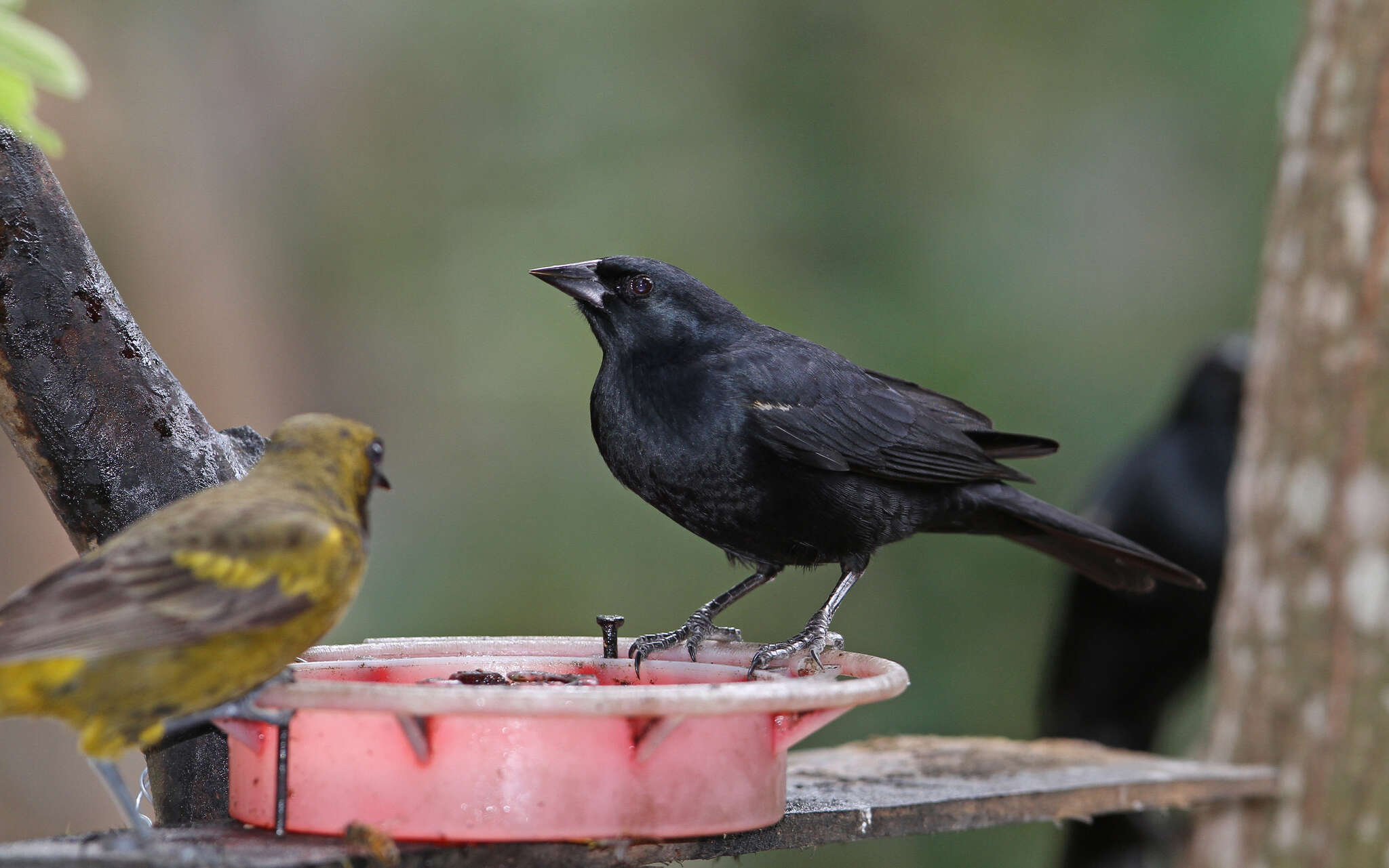 Image of Tawny-shouldered Blackbird