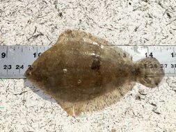 Image of Etropus crossotus Jordan & Gilbert 1882