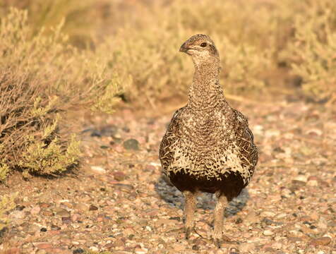 Imagem de Centrocercus Swainson 1832