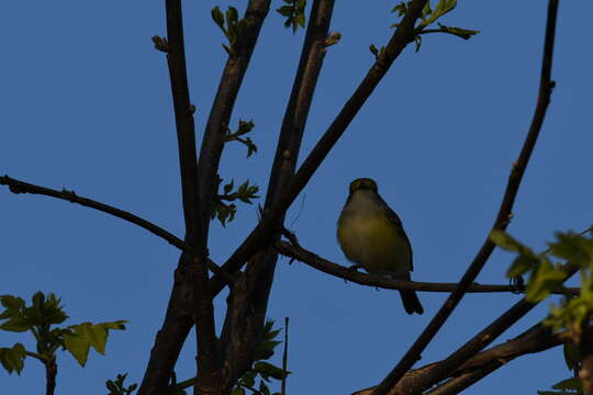 Слика од Vireo griseus (Boddaert 1783)