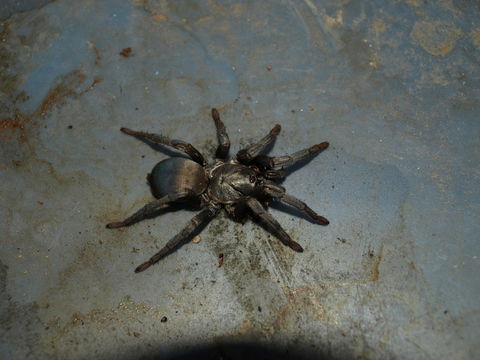 Image of <i>Calisoga longitarsis</i> (Simon 1891)