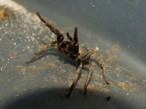 Image of <i>Calisoga longitarsis</i> (Simon 1891)