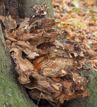 Image of <i>Meripilus giganteus</i>