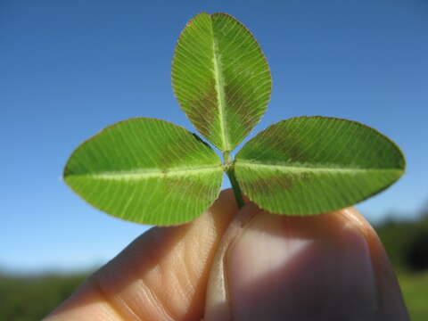 Image of Kenya clover