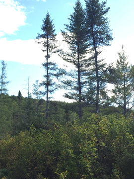 Image of <i>Abies balsamea</i>
