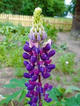 Plancia ëd Lupinus polyphyllus Lindl.