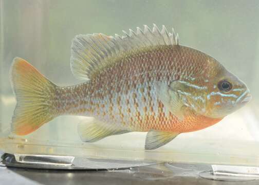 Image of Redbreast Sunfish