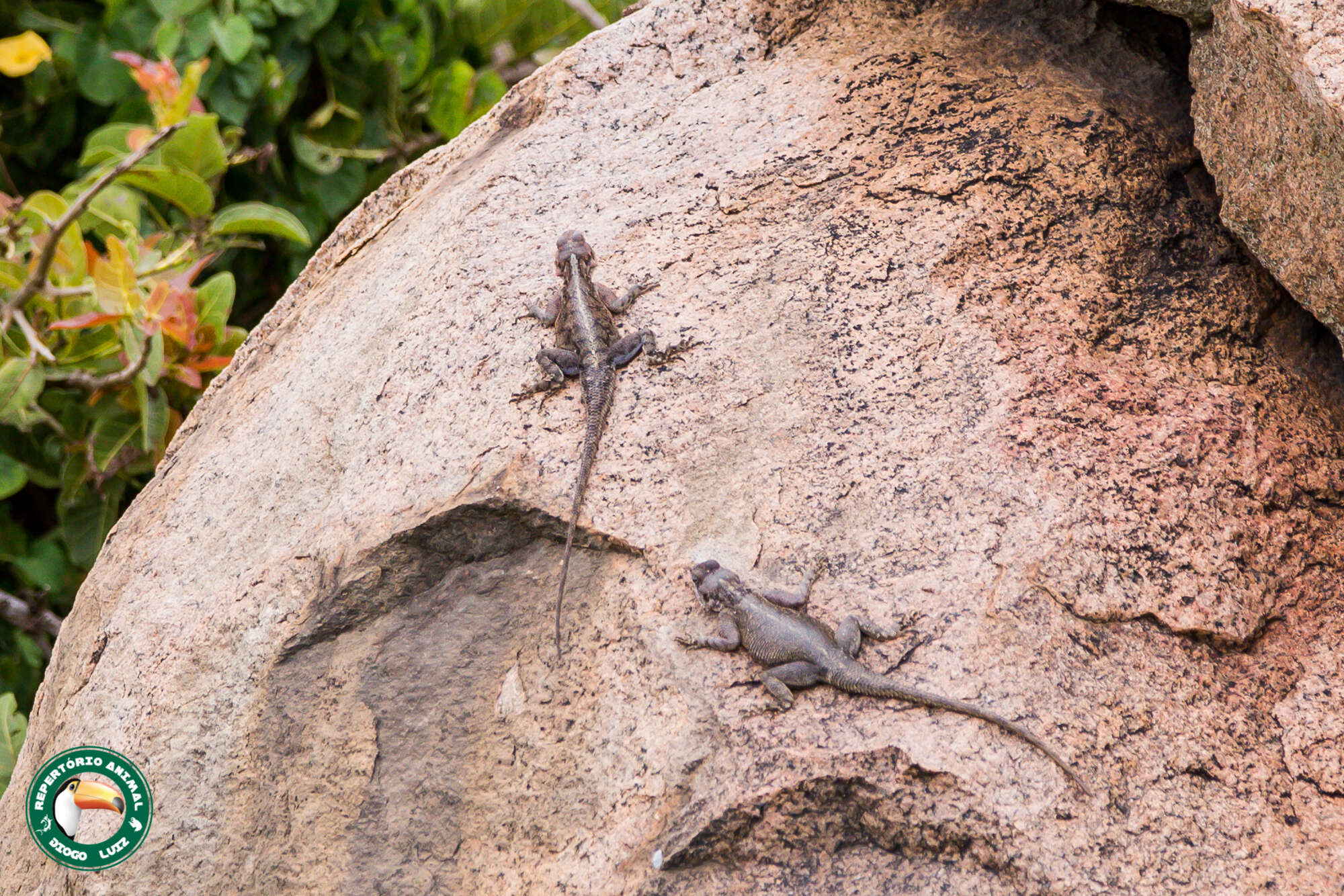 Image of Mwanza Flat-headed Rock Agama