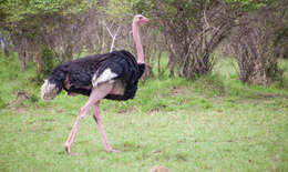 Image of ostriches