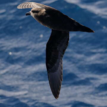 Image of Great-winged Petrel