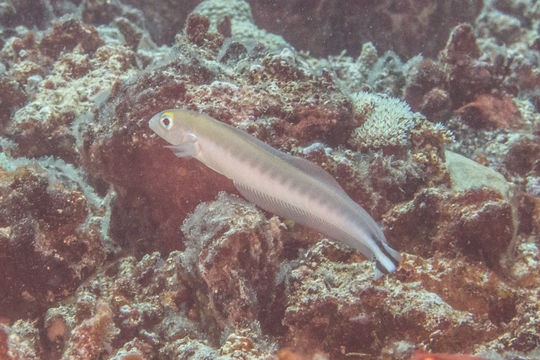 Image of <i>Malacanthus brevirostris</i> Guichenot 1848