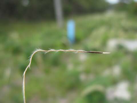 Image of Austrostipa mollis (R. Br.) S. W. L. Jacobs & J. Everett