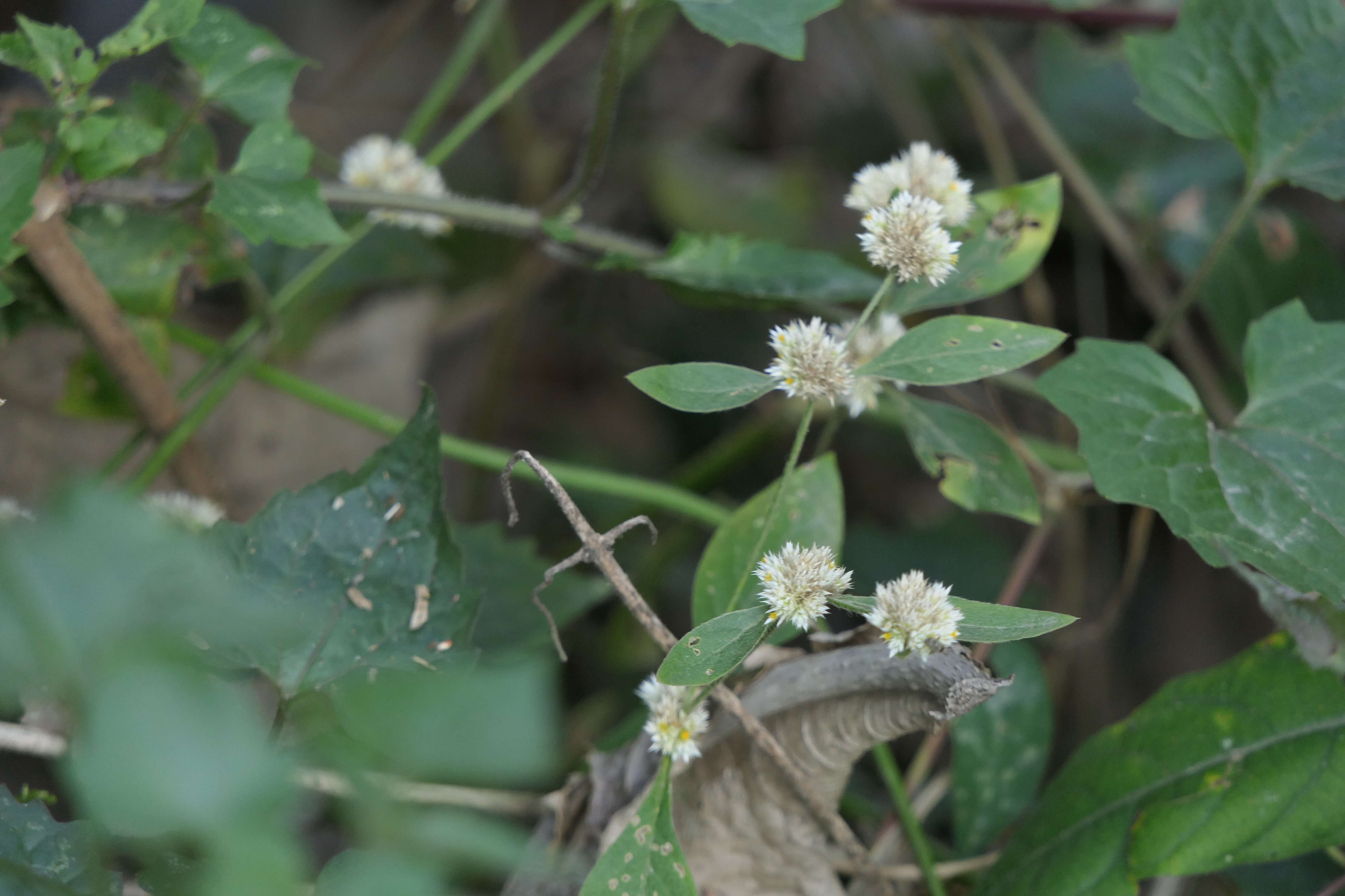 Image of sessile joyweed