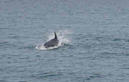 Image of Bottlenose Dolphin