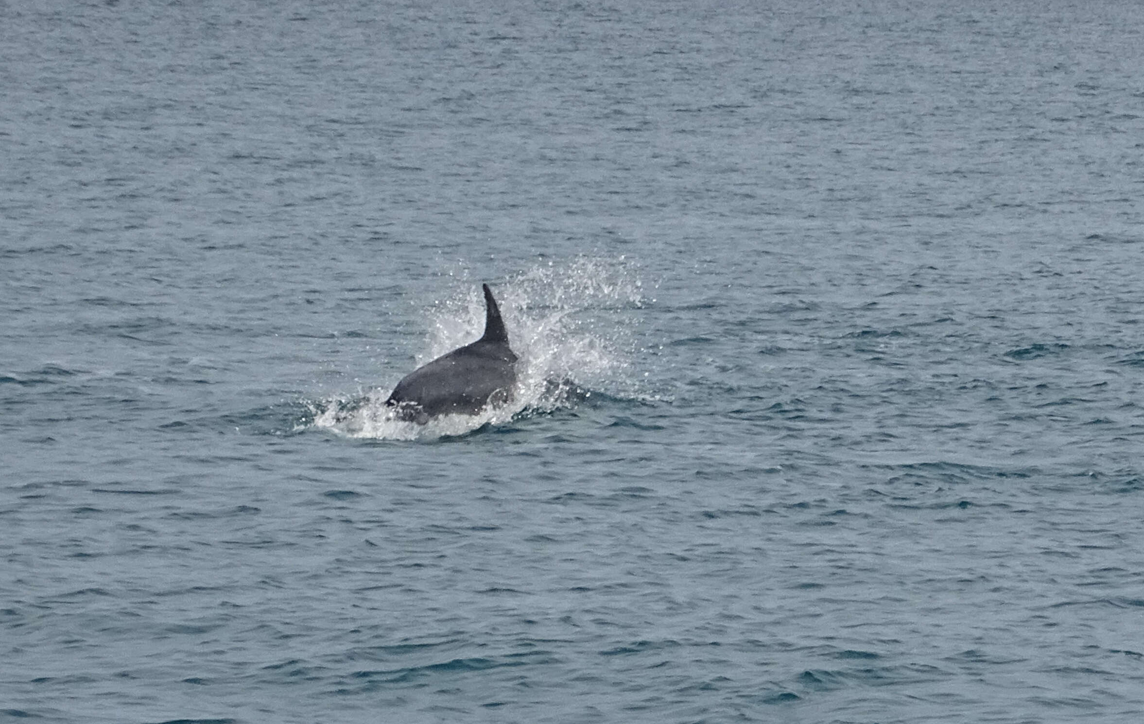 Imagem de Tursiops Gervais 1855