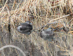 Image of Least Grebe