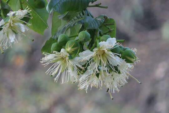 Duabanga grandiflora (Roxb. ex DC.) Walp. resmi