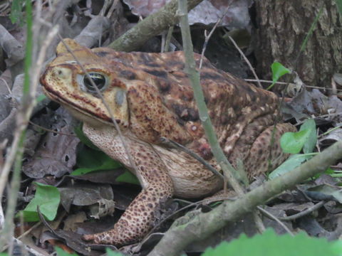 Image of Cane Toad