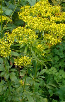 Image of Patrinia scabiosifolia Fisch. ex Trevir.