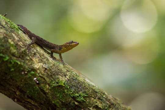 Image of Trinidad Gecko