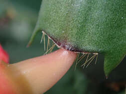 Image of false Christmas cactus