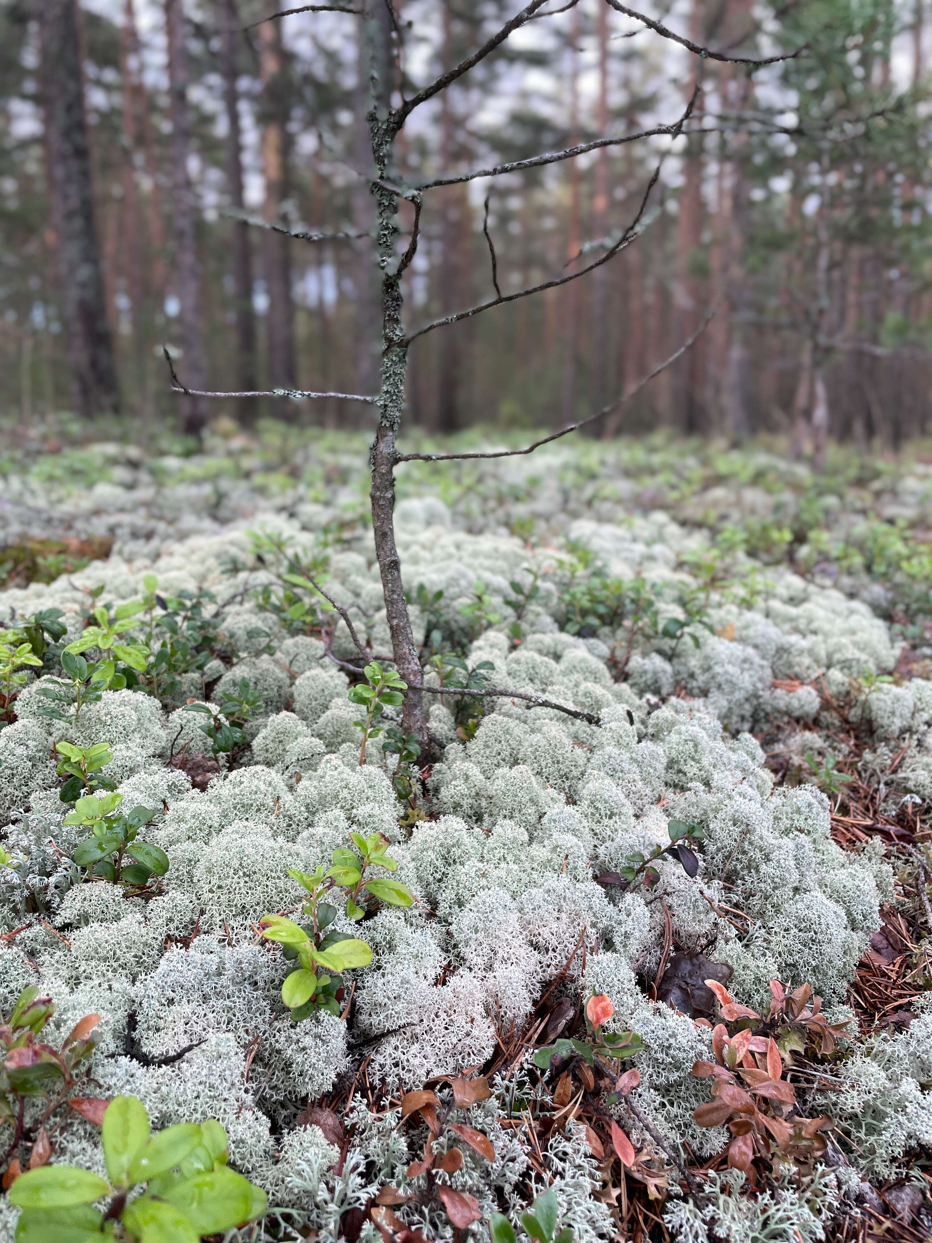 Image of star reindeer lichen