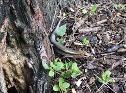 Image of Shanghai Elegant Skink