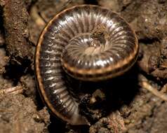 Image of Striped Millipede