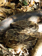 Image of Dumeril's Boa