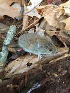 Image of Revillagigedo Island Red-backed Vole