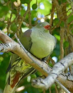 Image of African Green Pigeon