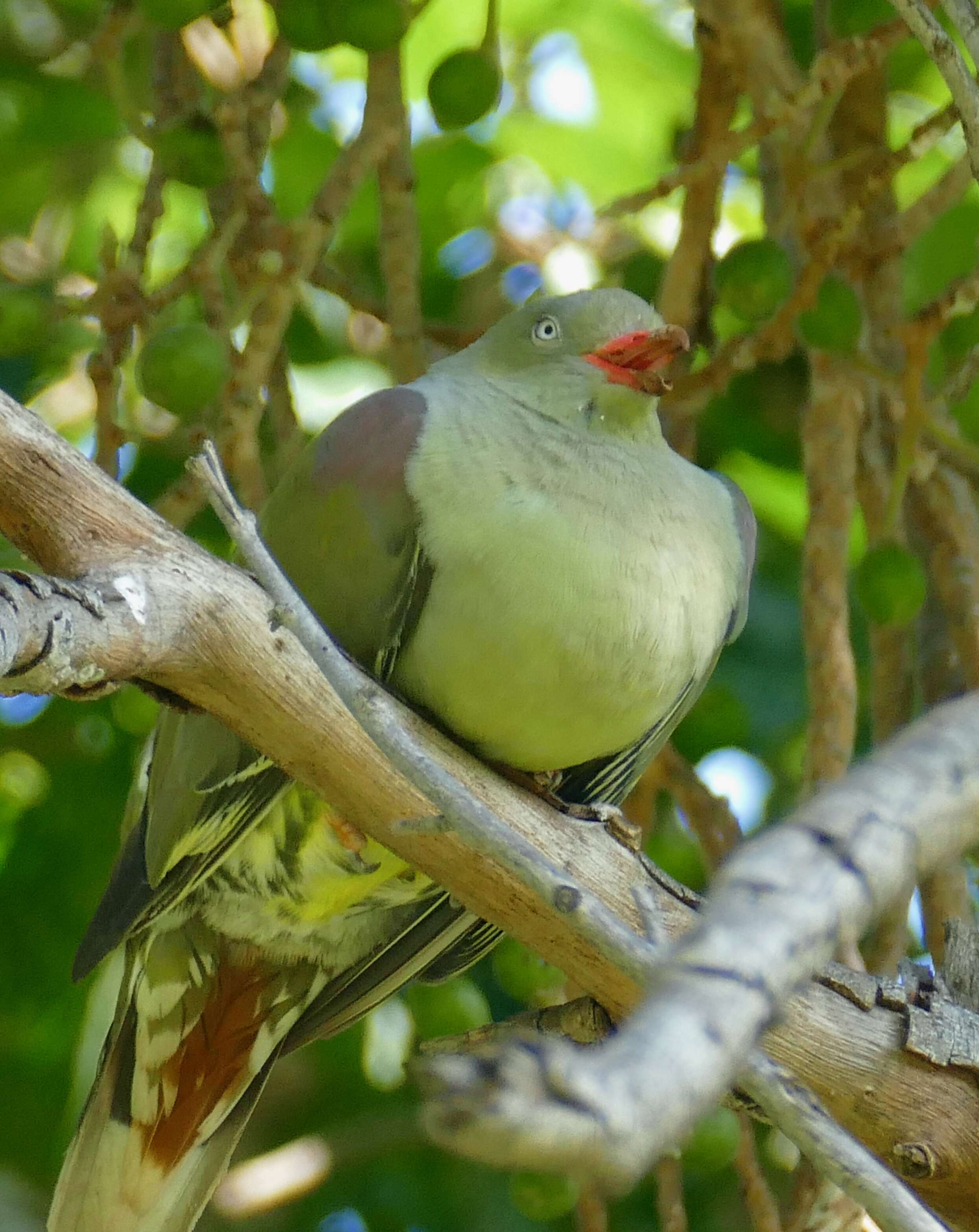 صورة Treron calvus (Temminck 1811)