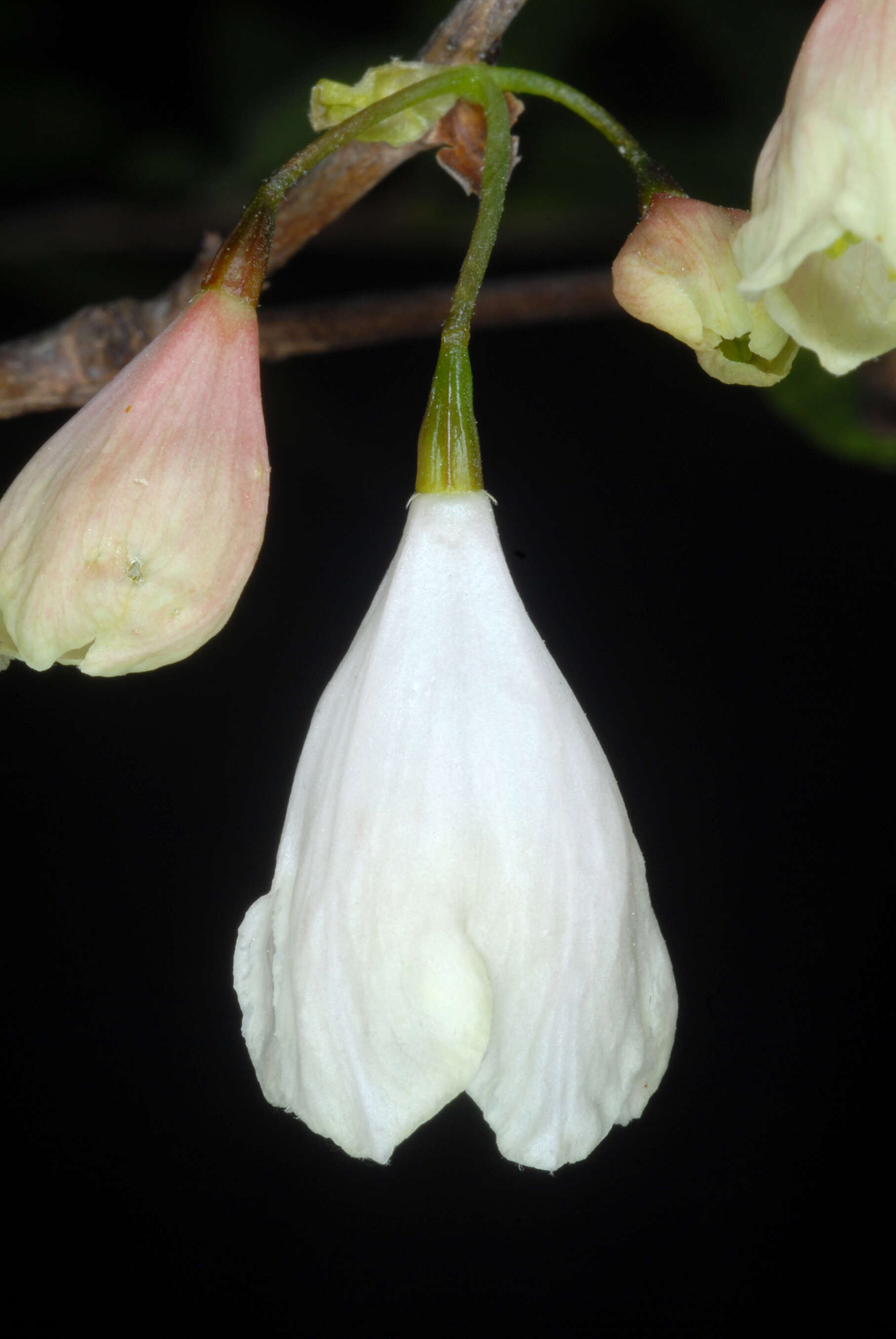 Image of mountain silverbell