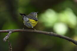 Image of Magnolia Warbler