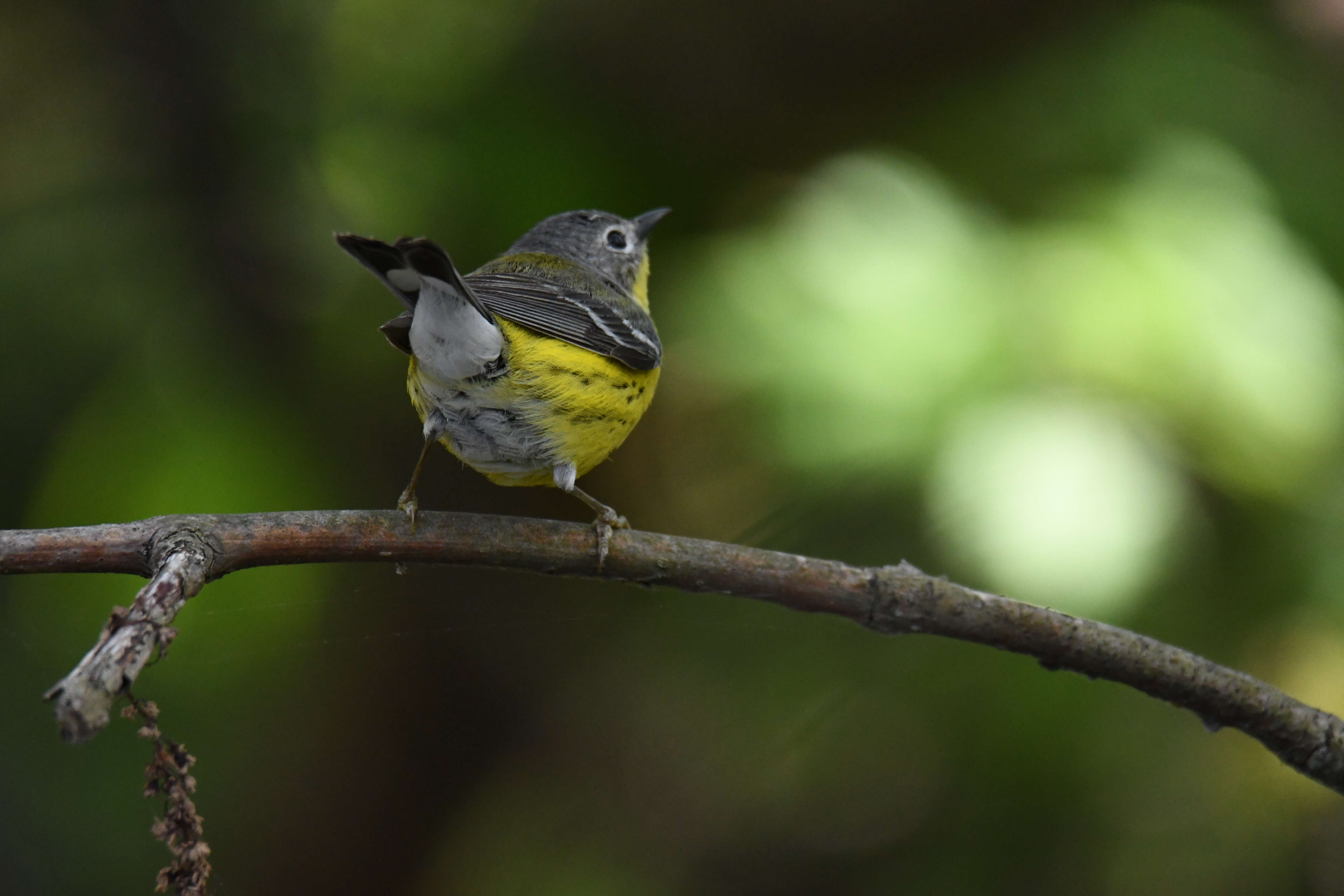 Image of Magnolia Warbler