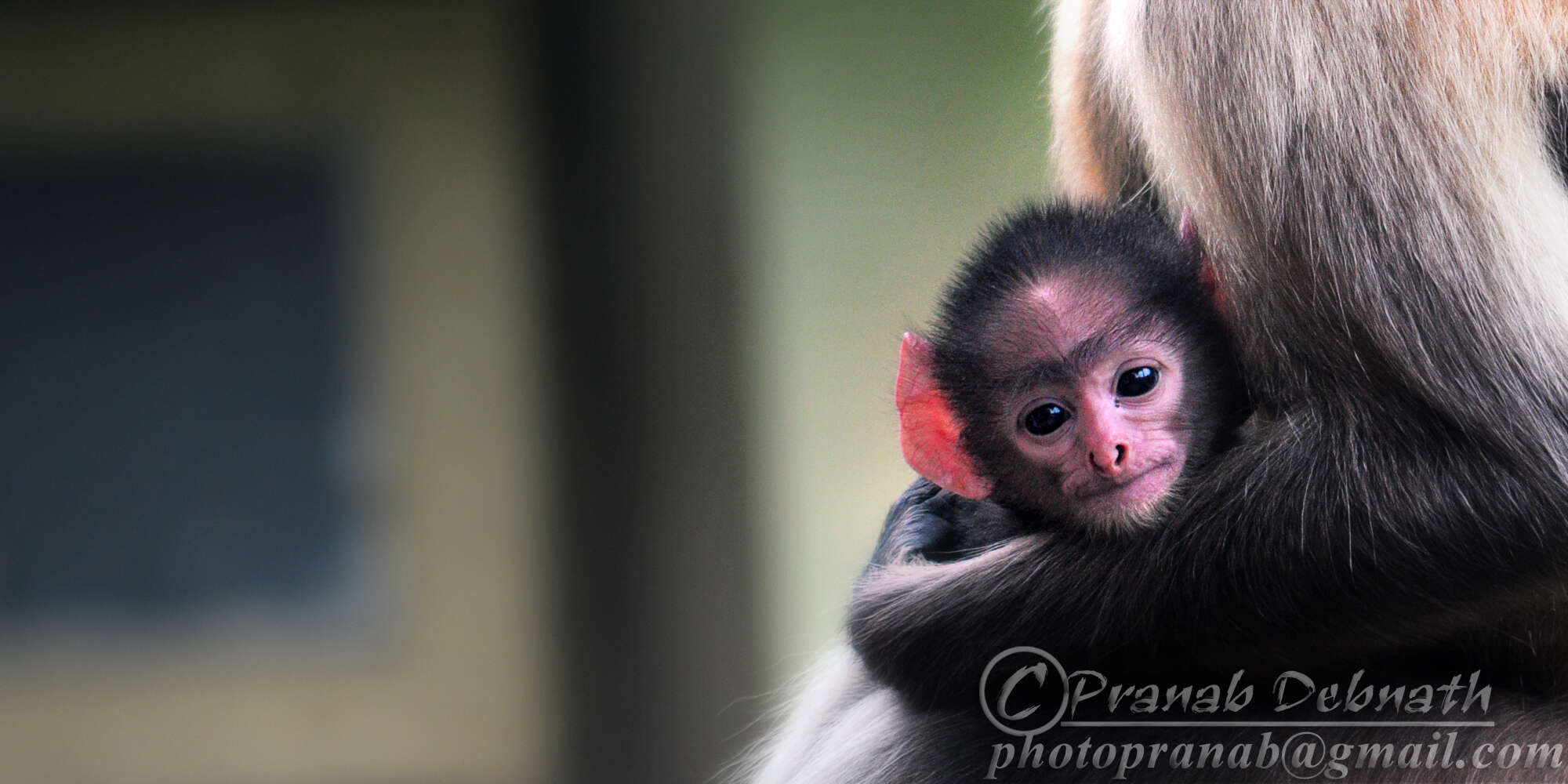 Image of Northern plains gray langur