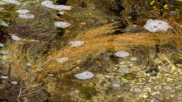 Слика од Sargassum muticum