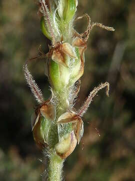 Plantago albicans L. resmi