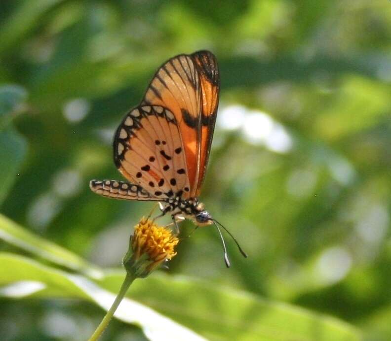 Image of Acraea eponina Cramer 1780