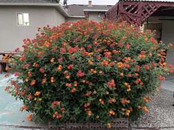 Image of lantana