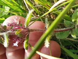 Image of Thymus pulegioides subsp. pannonicus (All.) Kerguélen